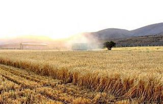 Kahramanmaraş’ta ekinler biçilmeye başladı