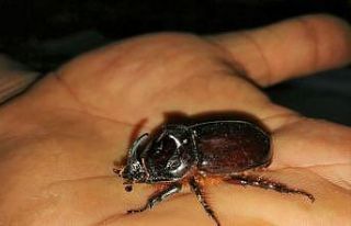 Kahramanmaraş’ta gergedan böceği görüldü