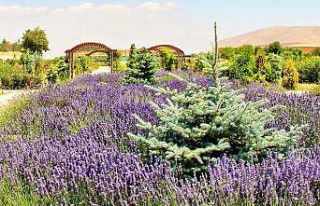 Kahramanmaraş’ta lavantalar görsel şölen sunuyor