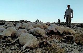 Kahramanmaraş’ta yıldırım düştü 86 koyun...