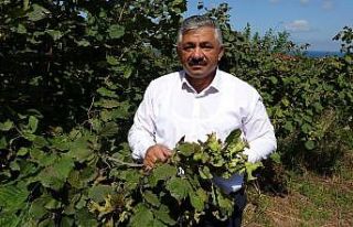 Kaliteli fındık için ‘erken hasat yapmayın’...