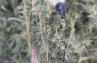 Kamu arazisinde kenevir yetiştirirken suçüstü...