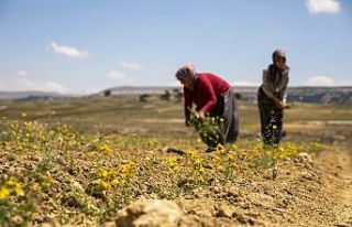 Kantaron fideleri ilk çiçeklerini açtı