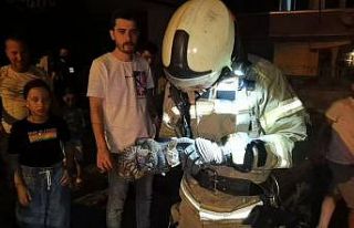 Kapı arasına sıkışan yavru kediyi itfaiye kurtardı