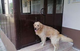 Kapıyı açmak için anahtar kullanabilen köpeğin...