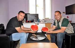 Karacabey’de karpuz hasadı başlıyor