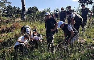 Karaçam gençleştirme çalışmaları meyvelerini...