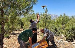 Karaman’da doğaya 850 kınalı keklik salındı