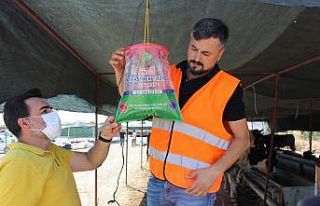 Karasinekle mücadelede kafesli önlem