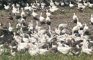 Kars kazları meralara çıktı