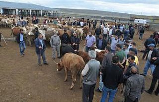 Kars’ta kuraklık kurban satışlarını olumsuz...