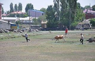 Kars’ta kurban kaçtı sahipleri kovaladı