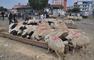 Kars’ta Kurban Pazarı’nda son gün yoğunluğu