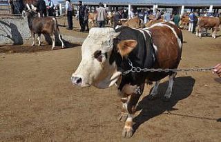 Kars’ta kurbanlık çok alan yok