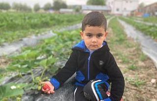 Kastamonu’da çilek hasadı başladı