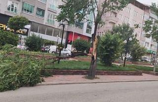 Kastamonu’da fırtına ağaçları devirdi