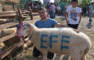 Kastamonu’da kurban kesim kursu açılacak