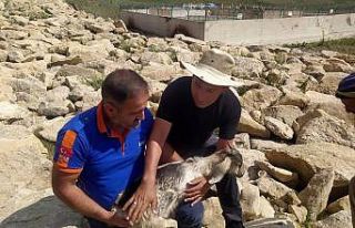 Kayalar arasına düşerek mahsur kalan keçiyi AFAD...