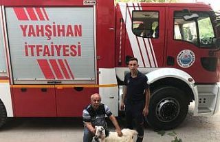 Kayalıklarda mahsur kalan 2 keçi kurtarıldı