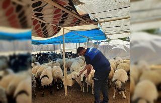 Kayapınar Belediyesi kurbanlık denetimi için sahaya...