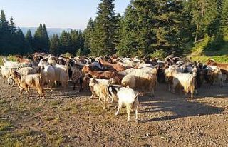 Kaybolan 150 keçiyi jandarma ekipleri buldu