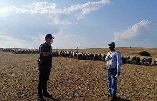 Kaybolan 55 koyun, drone ile buldu