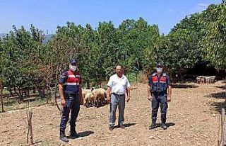 Kaybolan koyunları jandarma buldu