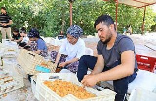 Kayısı hasadında bayram sonrası yoğun mesai