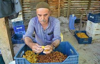 Kayısıda patik dönemi başladı