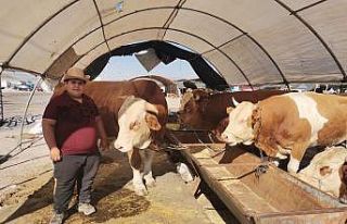 Kayseri’nin en büyük Kurban Pazarı müşterilerini...