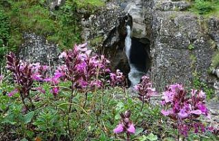 Kazankaya Şelalesi hayran bırakıyor