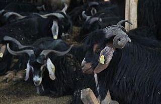 Keçi fiyatları el yakıyor