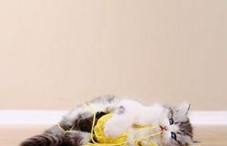 Kedi ve köpeklerin yuttuğu yabancı cisimler hayatlarını...