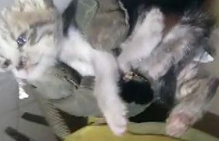 Kediyi ölmekten itfaiye ekipleri kurtardı