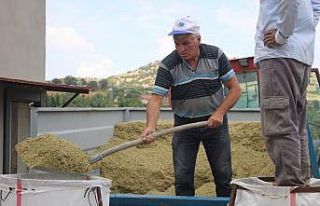 Kekik rekoltesi yarı yarıya düştü