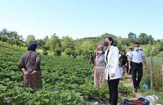 Keles’teki çilek hasadına Kaymakam eli değdi