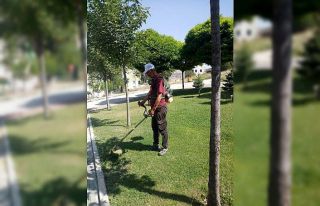 Kent genelinde yabani ot temizliği başladı