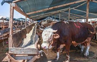 Kepez’de kurban satış ve kesim yerleri belli oldu