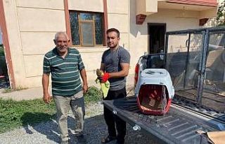 Kerkenez kuşu tedavi altına alındı