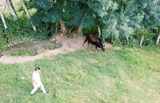 Kesilmekten son anda kurtuldu, drone’den kaçamadı