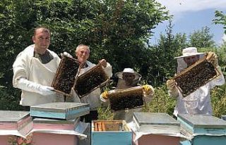 Kestane balında yüzde 50 verim kaybı yaşandı