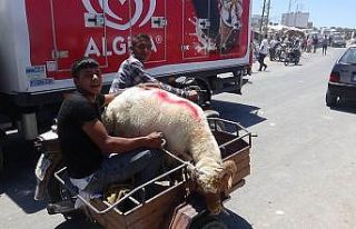 Kilis’te kurbanlıklar motosikletle taşınıyor
