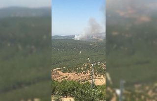 Kilis’te orman yangını