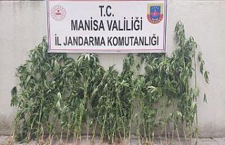 Kiraladığı mısır tarlasına kenevir ekmiş