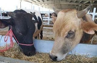 Kırıkkale’de hayvancılığa yüzde 50 hibe desteği