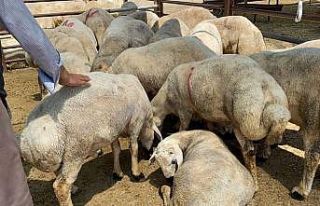 Kırşehir’de kurbanlık için sıkı pazarlık