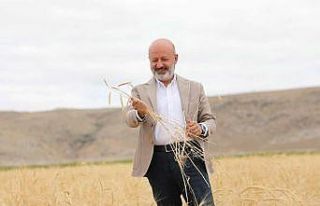 Kocasinan’da ata yadigarı ve 28 kromozomlu gacer...