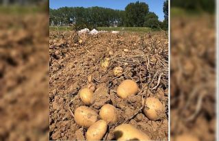 Konfeksiyonda etek, gıdada patates zirveyi gördü