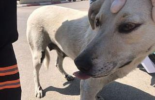 Köpeğe eziyeti kayda alıp şahsı polise teslim...