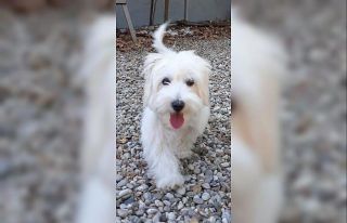 Köpeğin yuttuğu çorap endoskopiyle çıkartıldı